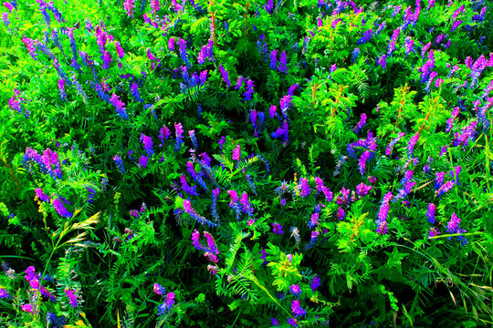 Rich scenery in Piani di Ragnolo near Sibillini Mountains with blue fodder vetch flowering amongst varied green vegetation, with a vision of darker soil underneath, irradiated by the sun