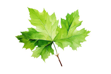 Fototapeta na wymiar Green Leafy Branch Against White Background