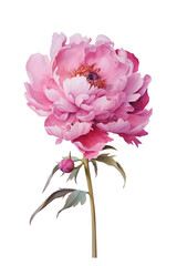 pink Peony Watercolor Illustration