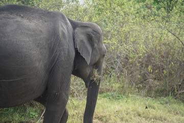 The elephant is crying with damage to the skin. poor animals are crying and abused by humans.                   