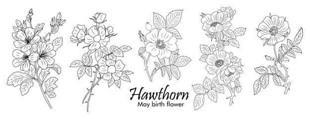 Set of Hawthorn, May Birth Month flower line art vector botanical illustrations. Spring Blooms with leaves hand drawn black ink sketches collection. Modern design for logo, tattoo, wall art, packaging
