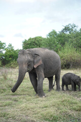 Fototapeta na wymiar elephants at the jungle in sri lanka.