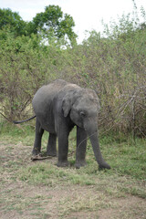 Naklejka na ściany i meble elephants at the jungle in sri lanka.