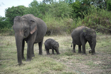Fototapeta premium elephants at the jungle in sri lanka.
