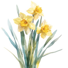 Spring Watercolor daffodil