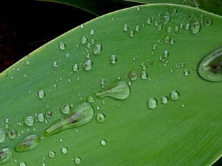 rain drops on a leaf