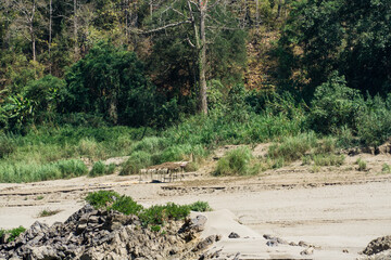 Beautiful river view A long-tail boat passed by.