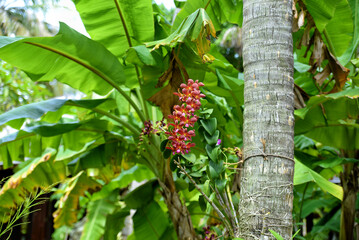 Wild orchid blooming in the Maldives at the background of banana trees