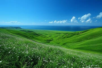 Green Field With White Flowers and Blue Sky