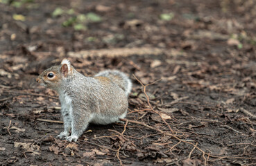 Portrait of a cute Eastern Gray Squirrel (Sciurus carolinensis) standing on dry grassy ground in natural park. Space for text, Selective focus.