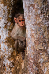 Bonnet Macaque - Macaca radiata, beautiful popular primate endemic in South and West Indian forests and woodland, Nagarahole Tiger Reserve. - 747219253