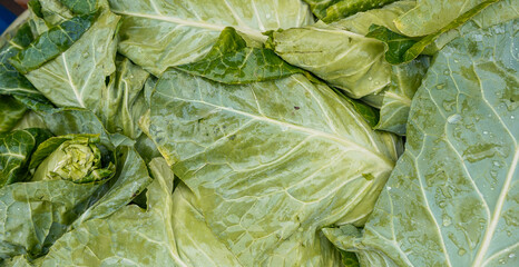 Head of cabbage. Fresh and shiny cabbage leaves background. Lettuce theme.