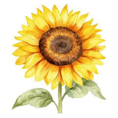 Sunflower isolated transparent background, Watercolor painting of flower, PNG image file format,