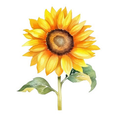 Sunflower isolated transparent background, Watercolor painting of flower, PNG image file format,