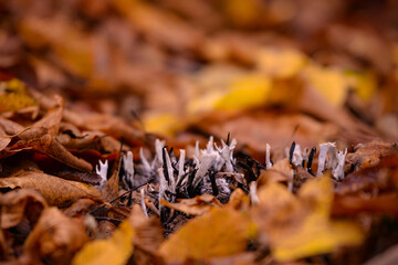 Candelsnuff fungus grown in the forest among the colorful autumn leaves. Poisonous mushroom also called Xylaria Hypoxylon