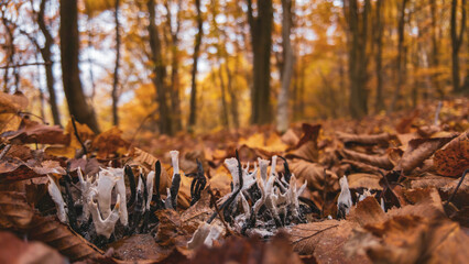 Candelsnuff fungus grown in the forest among the colorful autumn leaves. Poisonous mushroom also called Xylaria Hypoxylon