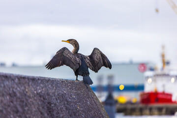 Vancouver, Canada - Double-crested cormorant at Vancouver Harbour