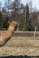 Tatras zoo