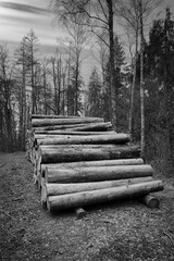 Stacked tree trunks by the wayside in the forest in black and white. Tree material