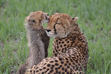 Naklejka na ściany i meble Cute cheetah cub licking the head of a cheetah on a grassy field