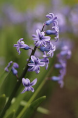 flowers in the garden