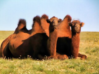 Southern Mongolia