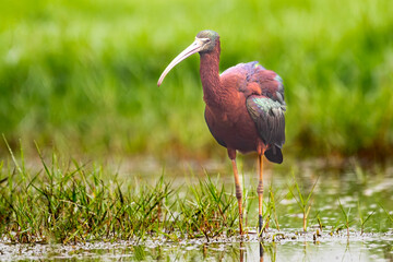 Glossy Ibis