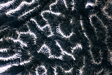 Abstract, macro photo of fossilized coral capture in infrared