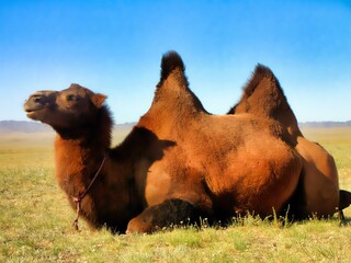 Southern Mongolia