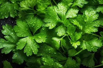 Fototapeten Fresh green leaves of Cilantro, parsley, covered with water droplets. Background. © Iryna