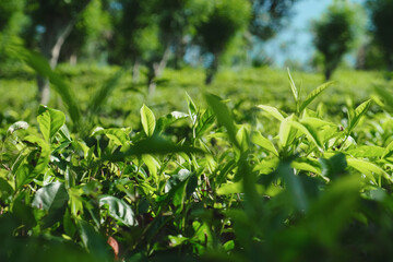 Tea plantation in Sri Lanka. 