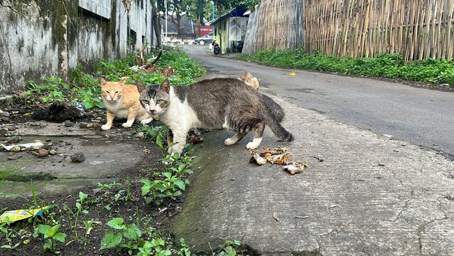 A stray cat with its food