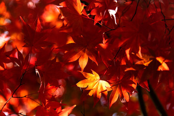 Fototapeta premium The red maple leaves in the Buddhist temple building