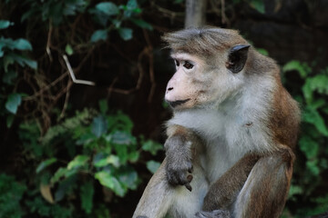 Wild monkey sitting in rainforest in Sri Lanka