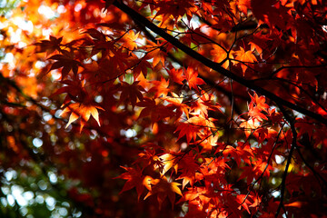 The red maple leaves in the Buddhist temple building