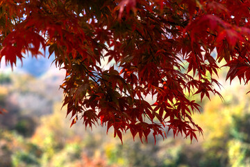 The red maple leaves in the Buddhist temple building