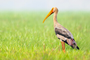 Painted stork