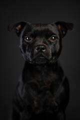 Pies na czarnym tle - obrazy, fototapety, plakaty