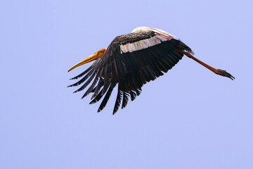 Painted stork in flight