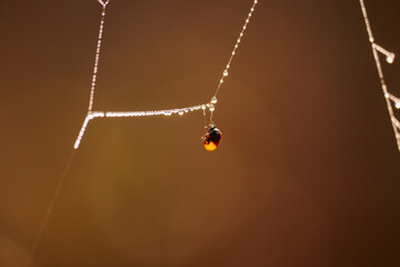 Ladybug on dewy spider web in gentle light