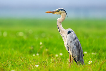 Grey heron with nictitating membrane