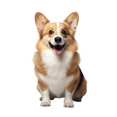 Welsh Corgi standing isolated on a transparent background, looking friendly and playful.