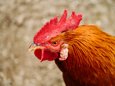 Close-up portrait of a vivid red rooster