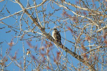 Sharp-Shinned Hawk perched among the tree branches