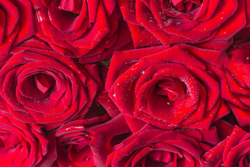 Red roses with waterdrops background; Valentines day or romantic holiday concept
