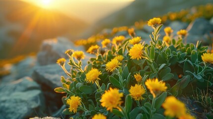 A close-up photograph of Rhodiola rosea (golden root) plant thriving in its natural rocky mountain habitat - obrazy, fototapety, plakaty