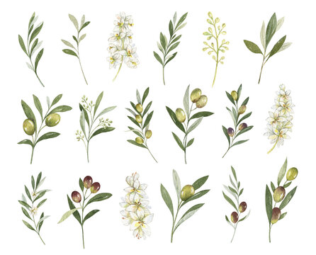 Watercolor set of green olive branches. Design for invitations, cards, stickers, albums, fabric, home decoration.  Holiday decor.  Hand drawn illustration.