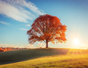 Naklejka na ściany i meble Tree on grass field and blue sky with sunset.
