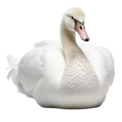 Fototapete Rund cute swan isolated transparent background © kitinut