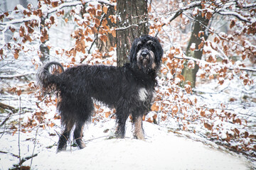 Goldendoodle in the snow. Snowy forest. Black curly fur with light brown markings